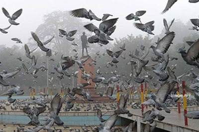 Pigeons tied to fire-cracker rockets, launched during Congress event