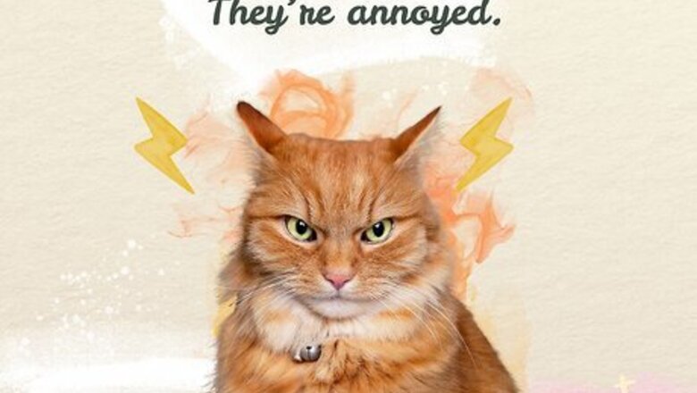 Cat Airplane Ears: What They Are & What They Mean