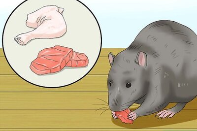 How to Feed a Pet Rat