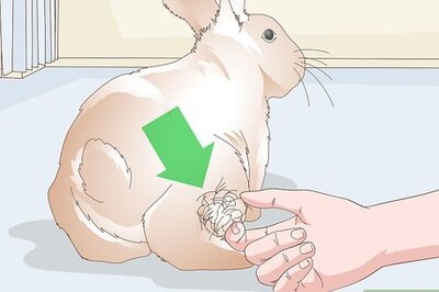 How to Keep Your Rabbit's Fur Clean and Untangled