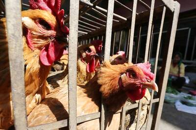 Bird Flu Outbreak Reported in 2 Poultry Farms in Kerala; Culling of Ducks, Hens Ordered
