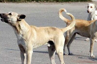 37 Cases, 37 Deaths: How The Menace of Rabies Has Gnawed at Tamil Nadu since Last Year