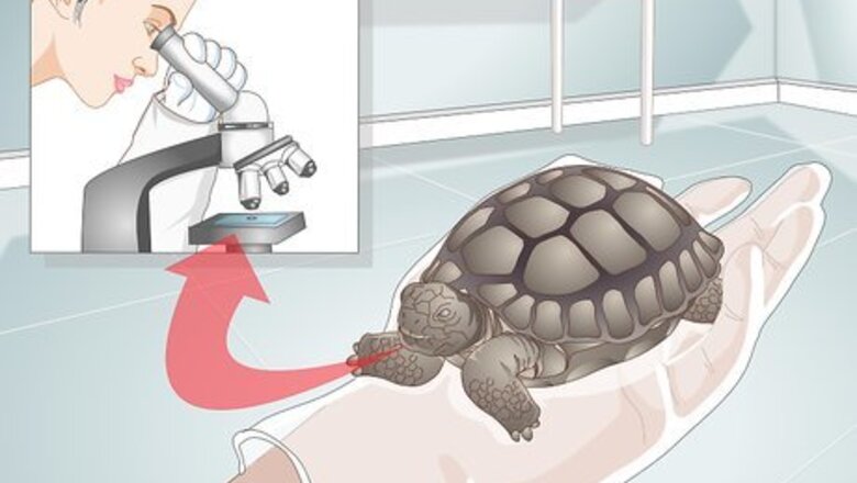 How to Treat Stomatitis in Tortoises