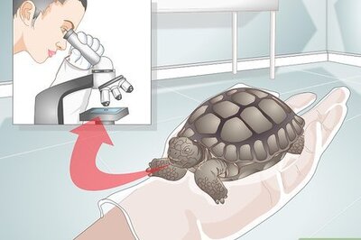 How to Treat Stomatitis in Tortoises