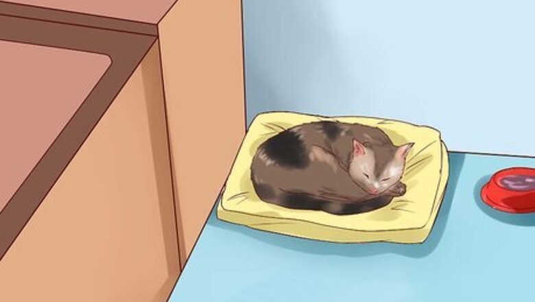 How to Care for American Longhair Cats