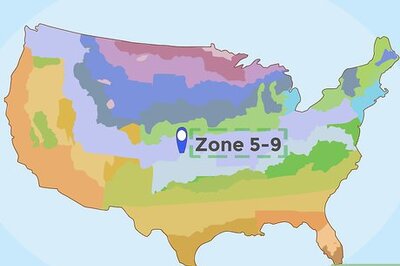 How to Grow Lemon Thyme