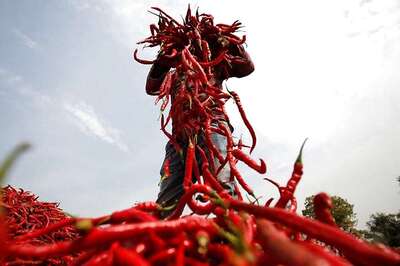 World's Hottest Chilli Pepper Gives Man 'Thunderclap' Headaches