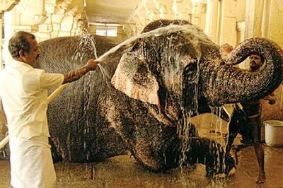 TN: Obese temple jumbos put on diet