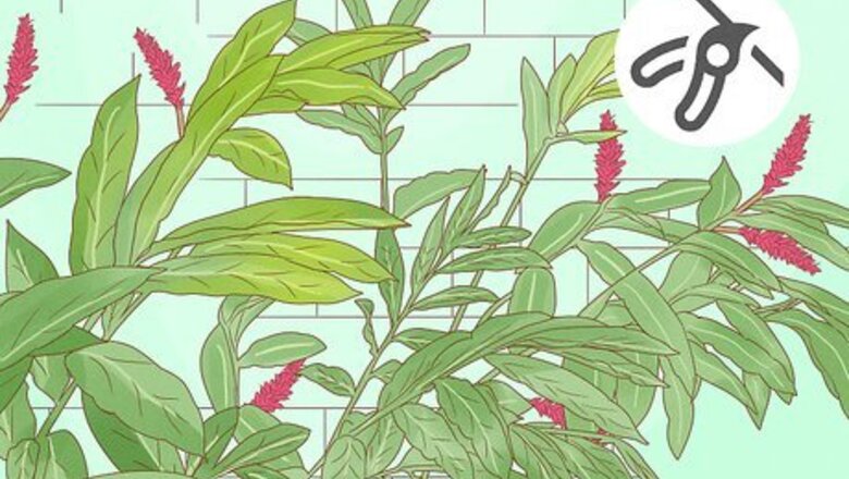 How to Prune Red Button Ginger
