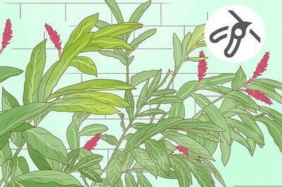 How to Prune Red Button Ginger