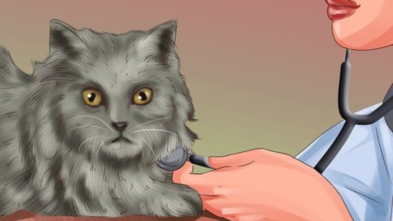 How to Give Cats Nutritional Supplements