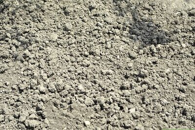 How to Grow Calendula