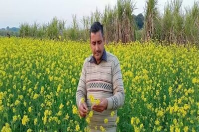 IARI Pusa Institute Offers High-Yielding Seeds To Boost Yields