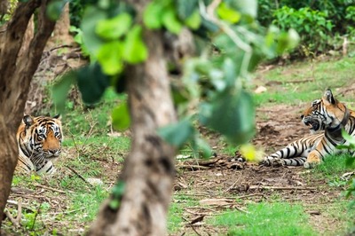 Massive Fire Engulfs Sariska Tiger Reserve in Rajasthan, IAF Choppers Join to Tame Blaze