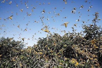 Locust Control Operations Carried Out in 3.70 Lakh Hectares in 10 States Since April 11: Govt
