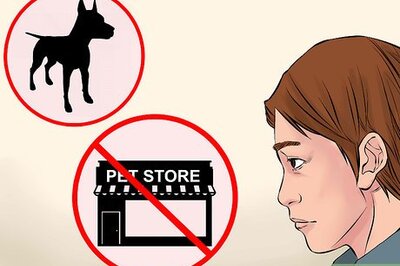 How to Buy a Doberman Pinscher Puppy