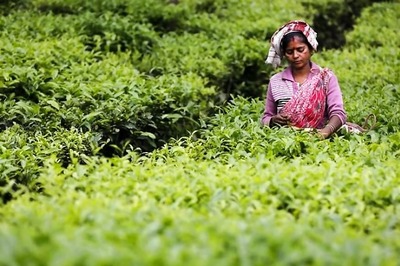 Tea Gardens in Assam's Jorhat Showing Interest to Engage Returnee Migrant Workers: Official