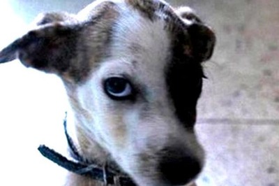 First ever cutest Indian dog from Hyderabad