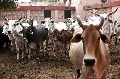 Delhi Court Orders Release of Cattle to Owner, Asks Him Not to Slaughter or Injure Them