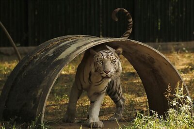 White tigers set to roar again in Vindhya region from April 3