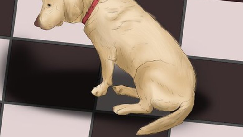 How to Diagnose Osteochondrosis Dissecans in Rottweilers