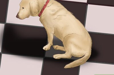 How to Diagnose Osteochondrosis Dissecans in Rottweilers