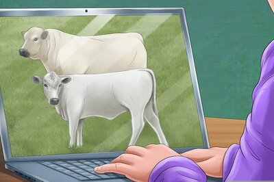 How to Identify British White Cattle