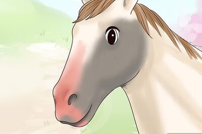 How to Treat Sunburn on Horses