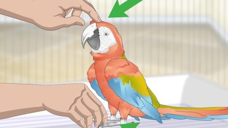 How to Bond with a Macaw