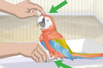 How to Bond with a Macaw