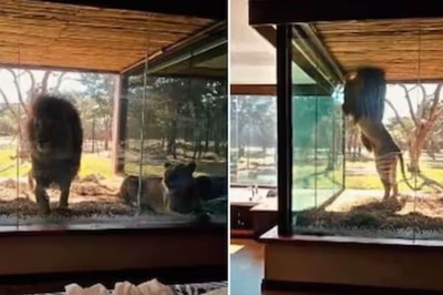 In UK, This Lodge Offers Unique Overnight Stays With Lions