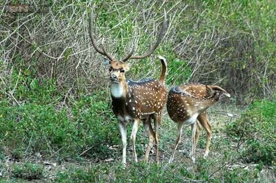 No action against police officer who killed deer, Karnataka CM blamed