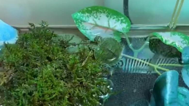 A Rare Two-Headed Turtle Has Now Found a Home in a US Natural Museum