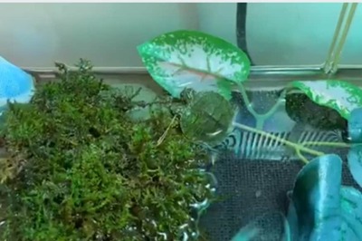 A Rare Two-Headed Turtle Has Now Found a Home in a US Natural Museum