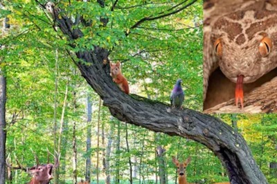 This Species Is Deadly Enough To Kill 7,00,000 Lives Annually