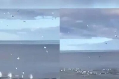 Watch: Mesmerising Flock Of Gannets Plunge-Dives Into Water To Hunt Prey