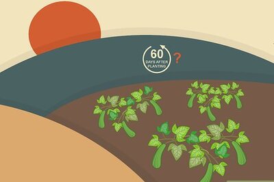 How to Harvest Zucchini