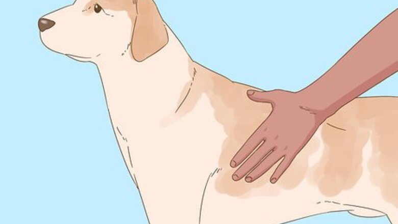 How to Detect Diabetes in Dogs