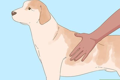 How to Detect Diabetes in Dogs
