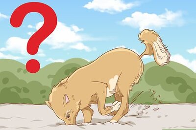 How to Stop a Dog from Digging
