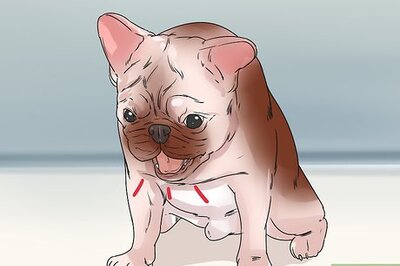 How to Detect and Prevent Bloating and Torsion in Dogs