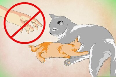 How to Make a Kitten Like Water