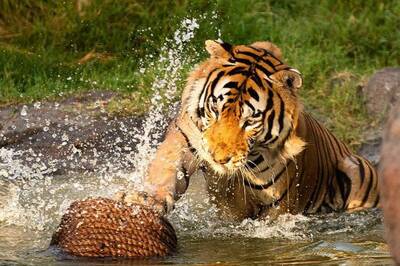 Keep Up With the Majestic & Adorable Animals of Vantara on Instagram Now