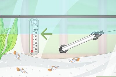 How to Prevent Fish From Getting Sick