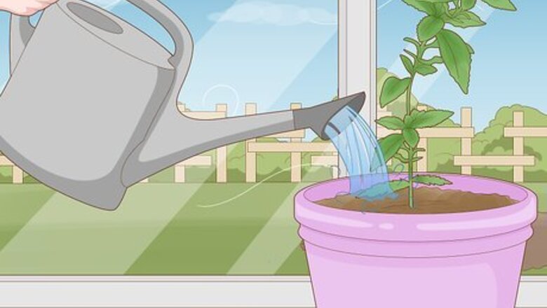 How to Protect Plants
