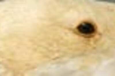 Happy birthday dear goose thief