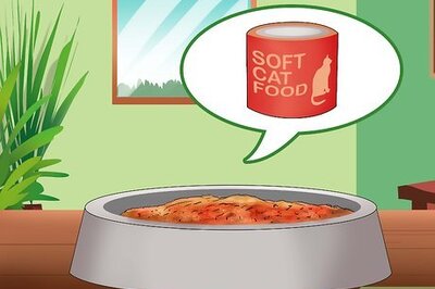 How to Prevent Kidney Disease in Cats