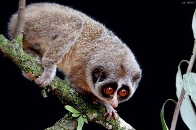 T'puram: Automatic ticket kiosks in museum, zoo soon