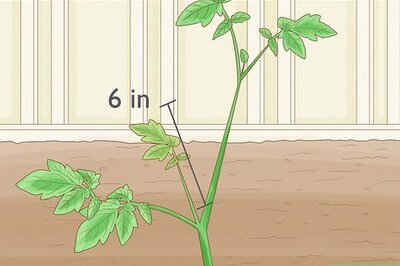 How to Root Tomato Suckers