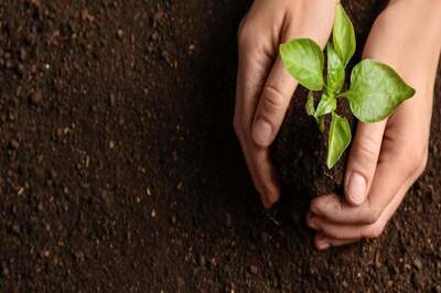 Opinion | Why Soil Matters: In Defence of Sustainable Development